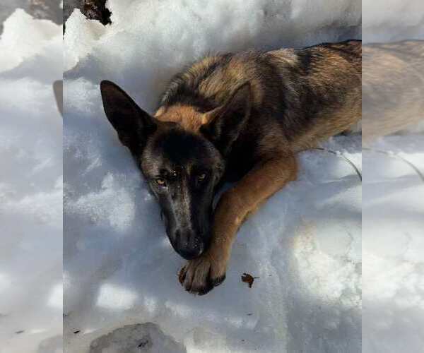Medium Photo #4 German Shepherd Dog-Unknown Mix Puppy For Sale in Imlay City, MI, USA