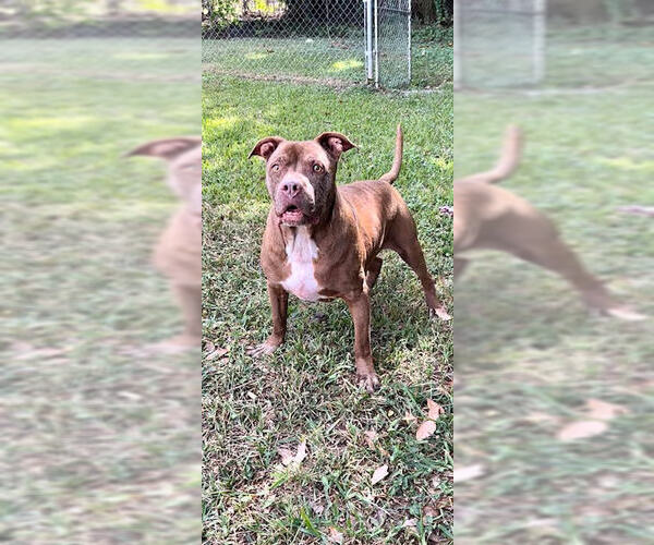 Medium Photo #9 American Pit Bull Terrier Puppy For Sale in Weston, FL, USA