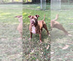 Small Photo #9 American Pit Bull Terrier Puppy For Sale in Weston, FL, USA