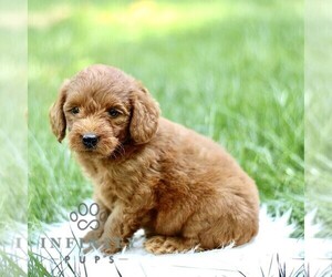 Goldendoodle Puppy for sale in NEW HOLLAND, PA, USA