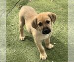 Small #1 Labrador Retriever Mix