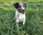 Puppy Opal Miniature Australian Shepherd