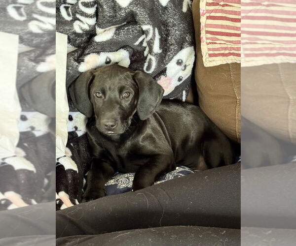 Medium Photo #12 Labrador Retriever-Unknown Mix Puppy For Sale in Brewster, NY, USA