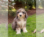 Puppy 1 Bernedoodle