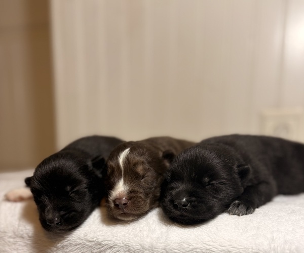 Medium Photo #1 Siberian Husky Puppy For Sale in HEMET, CA, USA