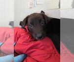 Small Labrador Retriever Mix