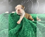 Small Photo #35 Boston Terrier Puppy For Sale in TULARE, CA, USA