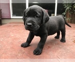Small Photo #12 Labrador Retriever Puppy For Sale in TACOMA, WA, USA
