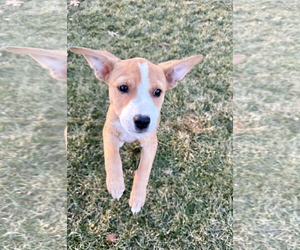 Medium Photo #9 Labrador Retriever-Unknown Mix Puppy For Sale in Plainfield, IL, USA