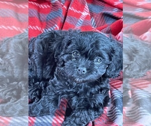 Cavalier King Charles Spaniel-Poodle (Toy) Mix Puppy for sale in HOLDEN, MO, USA