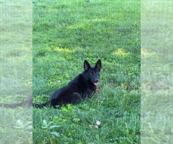 Medium Photo #5 German Shepherd Dog-Unknown Mix Puppy For Sale in Imlay City, MI, USA