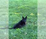 Small #4 German Shepherd Dog Mix