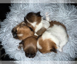 Small Shorkie Tzu