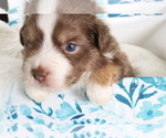 Small Photo #7 Miniature Australian Shepherd Puppy For Sale in STAFFORD, VA, USA