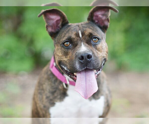 Medium Photo #2 Staffordshire Bull Terrier-Unknown Mix Puppy For Sale in Tavares, FL, USA