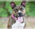 Small #1 Staffordshire Bull Terrier Mix
