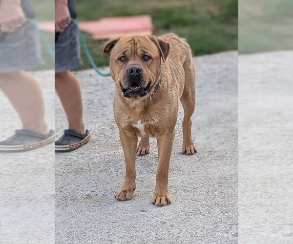 Medium Photo #2 Mastiff-Unknown Mix Puppy For Sale in Hillsboro, NH, USA