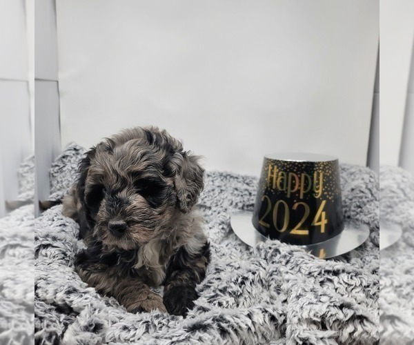 Medium Photo #7 Bernedoodle Puppy For Sale in VERONA, MO, USA