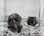 Small Photo #7 Bernedoodle Puppy For Sale in VERONA, MO, USA