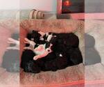 Small Photo #18 Portuguese Water Dog Puppy For Sale in RINGWOOD, NJ, USA
