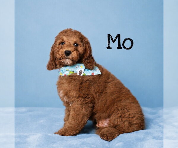 Medium Photo #3 Goldendoodle (Miniature) Puppy For Sale in Conway, AR, USA