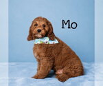 Small #2 Goldendoodle (Miniature)
