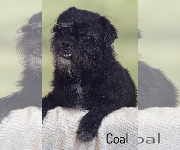 Medium Photo #1 Pugairn Puppy For Sale in Phelan, CA, USA