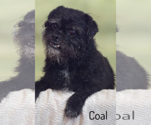 Pugairn Dogs for adoption in Phelan, CA, USA