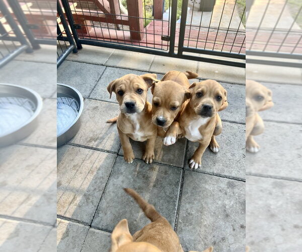 Medium Photo #8 American Pit Bull Terrier-American Staffordshire Terrier Mix Puppy For Sale in Brewster, NY, USA