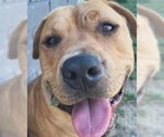 Small #1 American Pit Bull Terrier-Labrador Retriever Mix