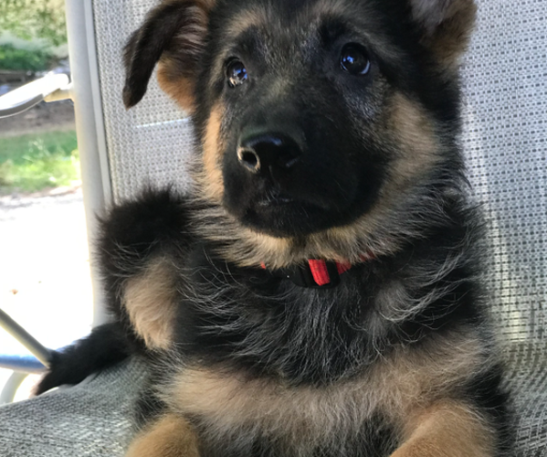Medium Photo #3 German Shepherd Dog Puppy For Sale in MARYSVILLE, WA, USA