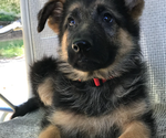 Small Photo #3 German Shepherd Dog Puppy For Sale in MARYSVILLE, WA, USA