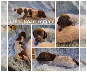 German Shorthaired Pointer Puppy for sale in SPICKARD, MO, USA