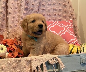 Golden Retriever Puppy for sale in WILLARD, WI, USA