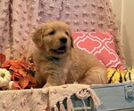 Image preview for Ad Listing. Nickname: Rusty