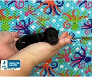 Schnoodle (Miniature) Puppy for sale in WINNSBORO, LA, USA