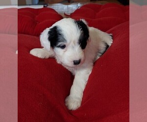 Aussiedoodle Puppy for sale in CHILLICOTHE, OH, USA