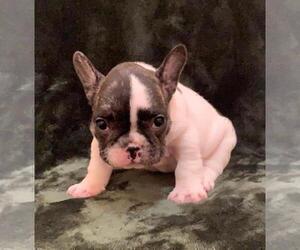 French Bulldog Puppy for sale in JOHNS ISLAND, SC, USA