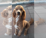 Small Photo #1 Poodle (Standard) Puppy For Sale in HIGH POINT, NC, USA