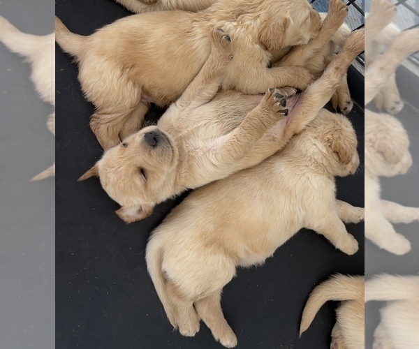 Medium Photo #24 Golden Labrador Puppy For Sale in BUCKEYE, AZ, USA