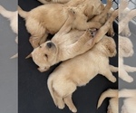Small #23 Golden Labrador