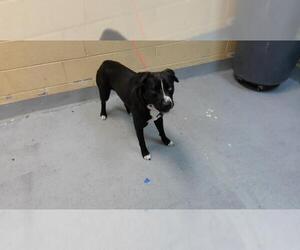 Mutt Dogs for adoption in Tulsa, OK, USA