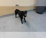 Small Mutt