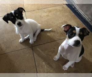 Chihuahua Puppy for sale in IMPERIAL BCH, CA, USA