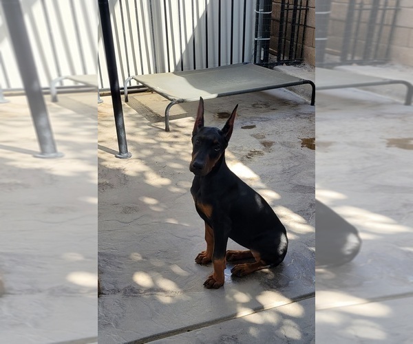 Medium Photo #1 Doberman Pinscher Puppy For Sale in PALMDALE, CA, USA