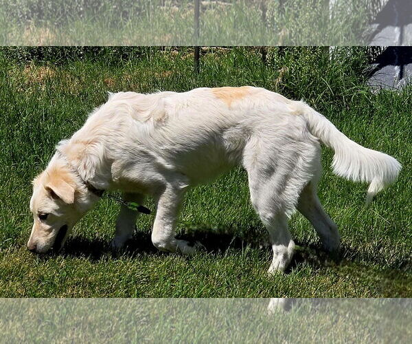Medium Photo #14 Huskies -Unknown Mix Puppy For Sale in Sandy, UT, USA
