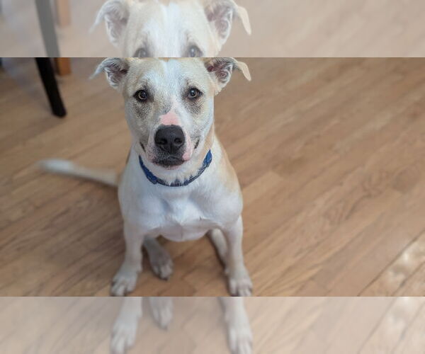 Medium Photo #5 Mutt Puppy For Sale in Minneapolis, MN, USA