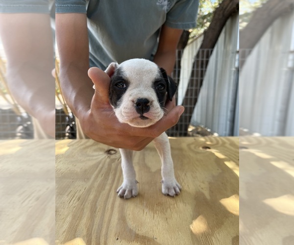 Medium Photo #3 American Bulldog Puppy For Sale in GALLUP, NM, USA
