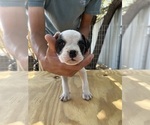 Small #2 American Bulldog