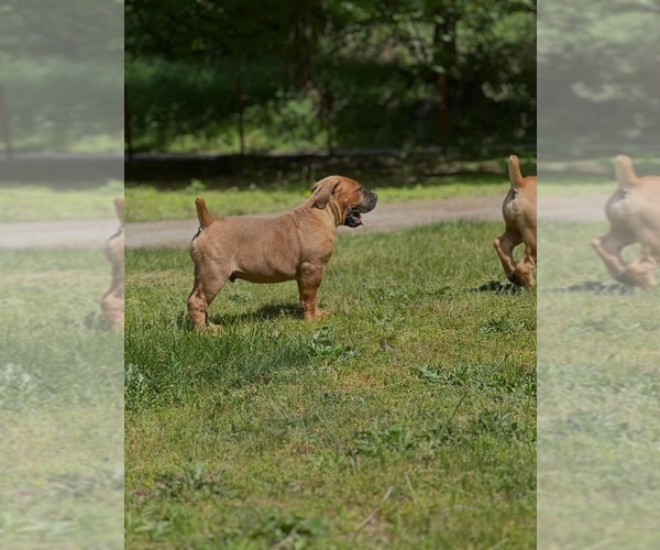 Medium Photo #3 Boerboel Puppy For Sale in ROY, WA, USA